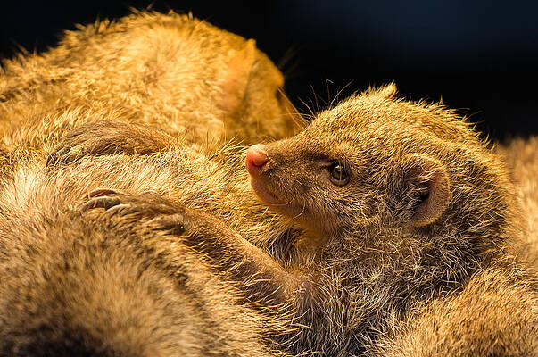 Wall Art - Photograph - Juvenile Mongoose by Andreas Berthold