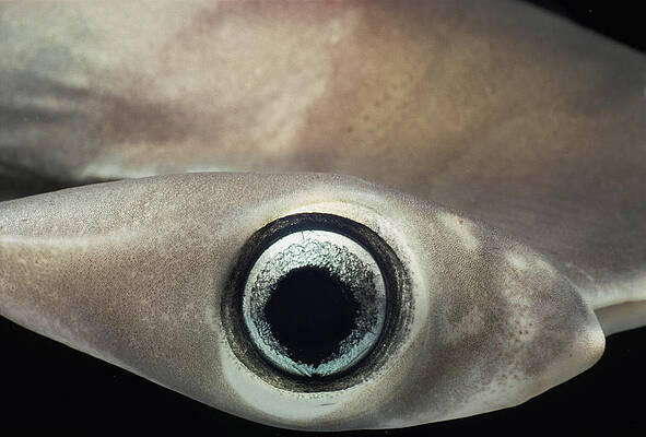 Wall Art - Photograph - Juvenile Scalloped Hammerhead Shark by Jeff Rotman
