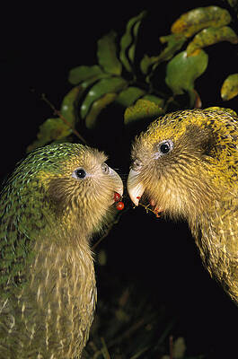 Wall Art - Photograph - Kakapos Playing Codfish Island New by Tui De Roy