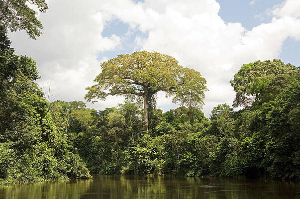 Wall Art - Photograph - Kapok Tree (ceiba Pentandra) by Science Photo Library