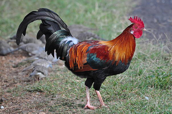 Kauai Rooster by Stephen Lilly