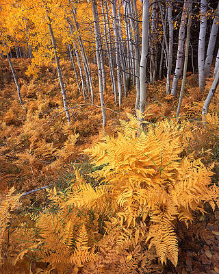 Wall Art - Photograph - Kebler Pass Aspens by Ray Mathis