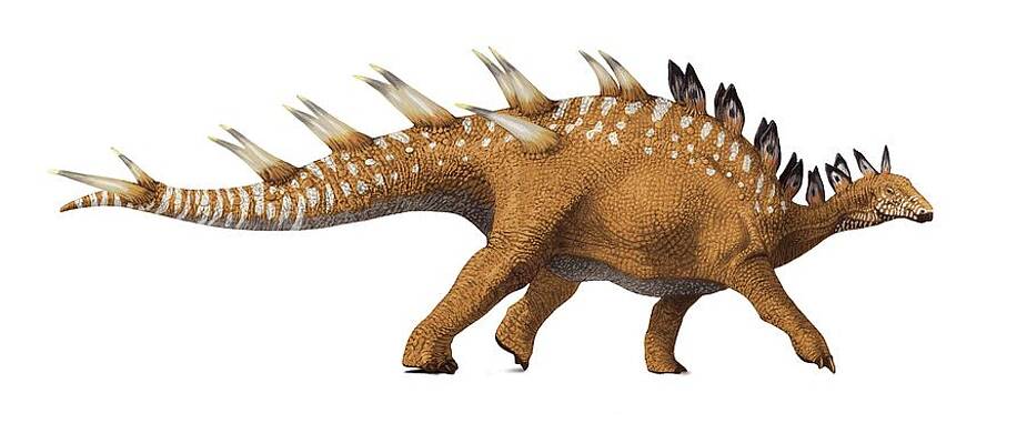 Kentrosaurus Photos for Sale - Pixels Merch