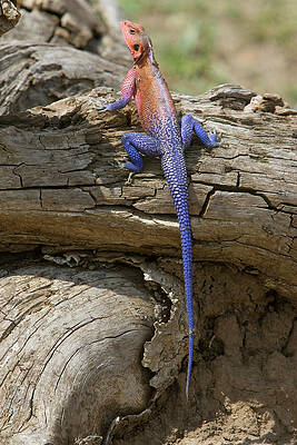 Wall Art - Photograph - Kenya Colorful African Lizard On Log by Jaynes Gallery