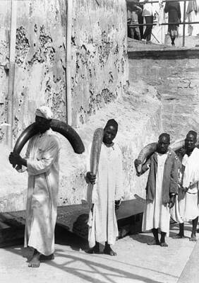 Wall Art - Photograph - Kenya Ivory Trade, C1902 by Granger