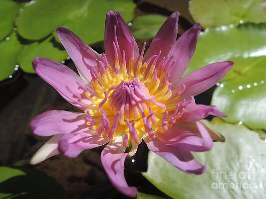  Photograph - Kerala Flower by Mini Arora