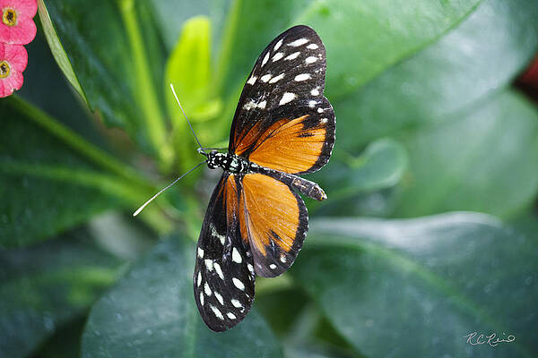 Wall Art - Photograph - Key West Butterfly Conservatory - Monarch Danaus Plexippus 1 by Ronald Reid