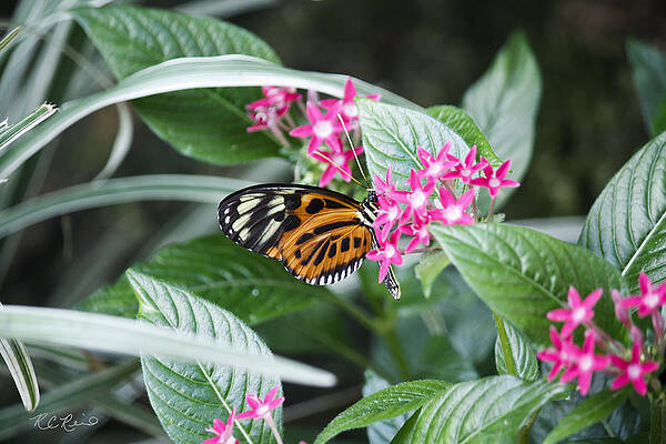Wall Art - Photograph - Key West Butterfly Conservatory - Monarch Danaus Plexippus 2 by Ronald Reid