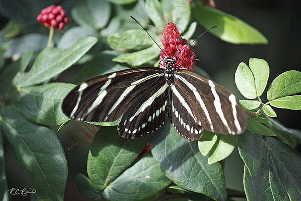 Wall Art - Photograph - Key West Butterfly Conservatory - Zebra Heliconian by Ronald Reid