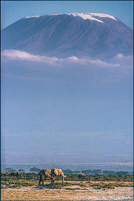 Elephants at Mount Kilimanjaro Print