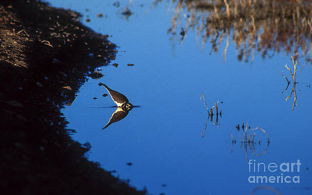 Wall Art - Photograph - Killdeer by Steven Ralser