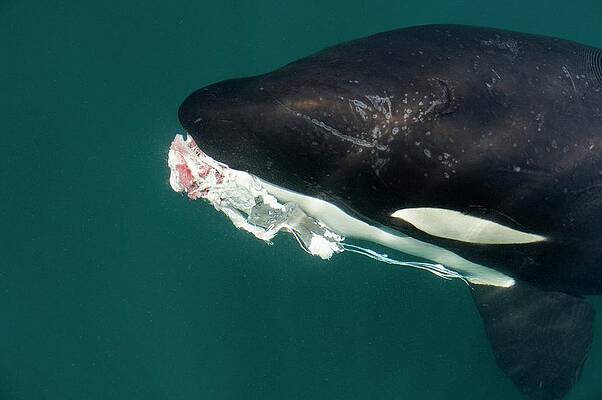Wall Art - Photograph - Killer Whale With Prey by Science Photo Library