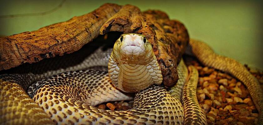 King Cobra by Jessica Grandall
