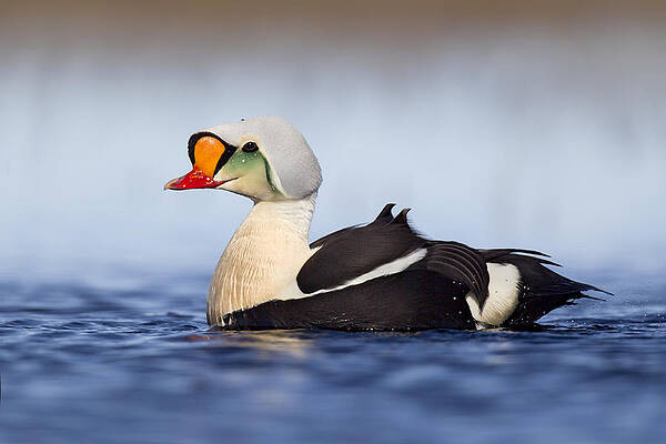 Wall Art - Photograph - King Eider Drake In Alaska by Matthew Studebaker