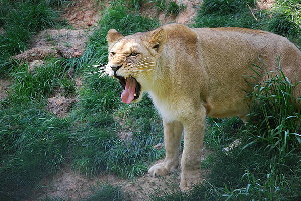 King of my Domain by Deborah Velazquez