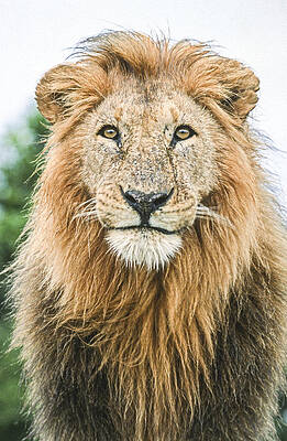 King of the Beasts by Tina Manley King of the Beasts by Tina Manley