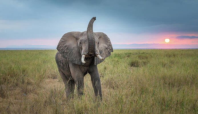 Elephant at Sunset in the Savannah Print