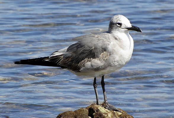 Wall Art - Photograph - King of the Rock Seagull by Bob Slitzan