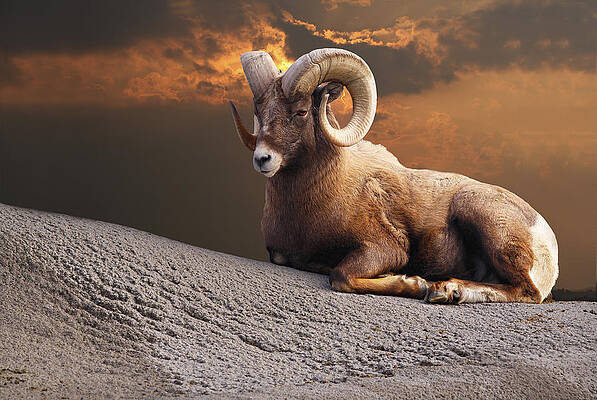 King On the Mountain by David Simons