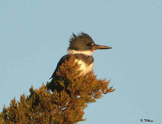 Wall Art - Photograph - Kingfisher on a Limb by Dan Williams