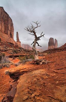 Wall Art - Photograph - King's Tree by David Andersen