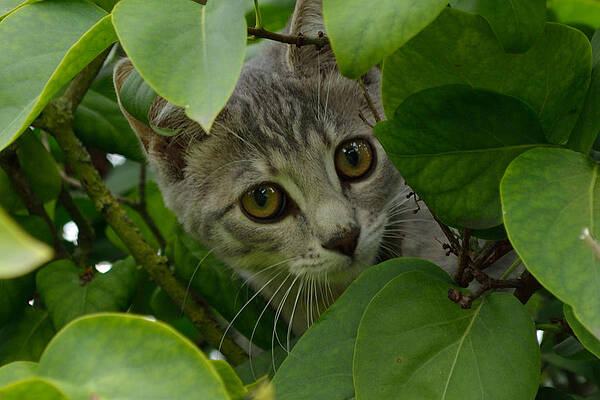 Kitten in the Bushes by Scott Lyons Kitten in the Bushes by Scott Lyons