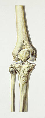 Wall Art - Photograph - Knee Joint by Science Photo Library