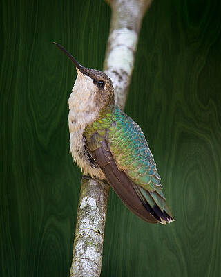 Wall Art - Photograph - Knock on wood for a pretty hummer by Robert L Jackson
