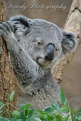 Koala by Debora  Dowdy