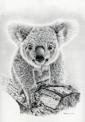 Wall Art - Drawing - Koala Oxley Twinkles by Casey 'Remrov' Vormer