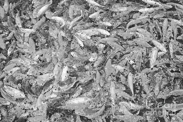Koi Kollections in Black and White by Kenny Bosak Koi Kollections in Black and White by Kenny Bosak