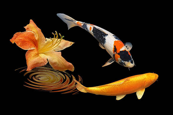 Koi With Azalea Ripples by Gill Billington Koi With Azalea Ripples by Gill Billington