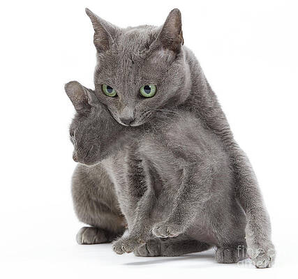 Wall Art - Photograph - Korat Cat And Kitten by Jean-Michel Labat