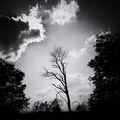 Wall Art - Photograph - La Lumiere by Natasha Marco