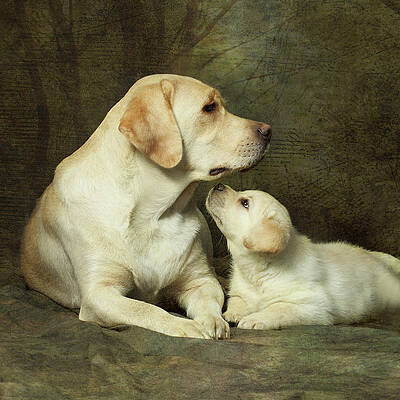 Labrador Dog Breed With Her Puppy Print by Sergey Ryumin