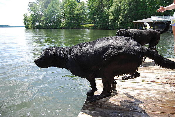 Labs at the Lake by Stacy Collis
