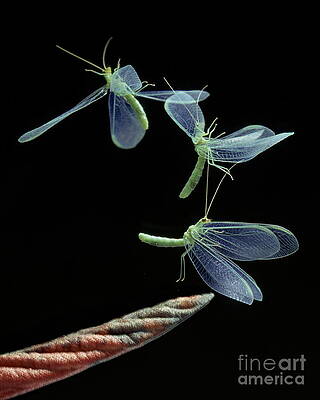 Wall Art - Photograph - Lacewing Taking Off by Stephen Dalton