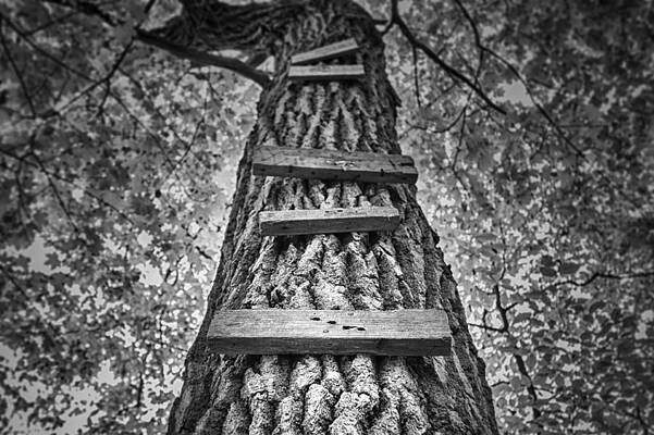Wall Art - Photograph - Ladder to the Treehouse by Scott Norris