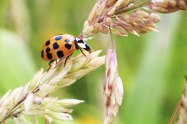 Wall Art - Photograph - Lady Bug on a Warm Summer Day by Andrew Pacheco