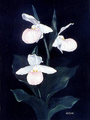 Wall Art - Painting - Lady Slipper by Karen Zuk Rosenblatt