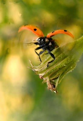 Wall Art - Photograph - Ladybird In Flight by Jean-Michel Labat