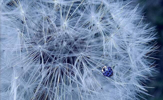 Blue Ladybird on Dandelion by Vanessa Thomas Blue Ladybird on Dandelion by Vanessa Thomas