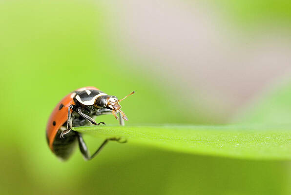 Wall Art - Photograph - Ladybug Family Coccinellidae by Josh Miller