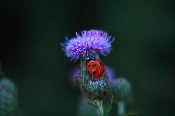 Ladybug by Jeff Swan Ladybug by Jeff Swan