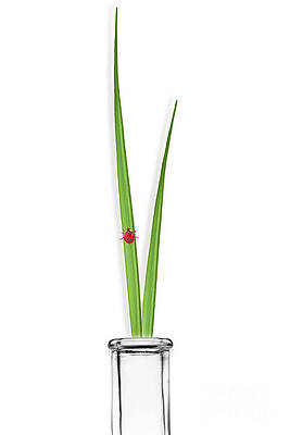 Wall Art - Photograph - Ladybug Walking On Grass In Test Tube by Sigrid Gombert