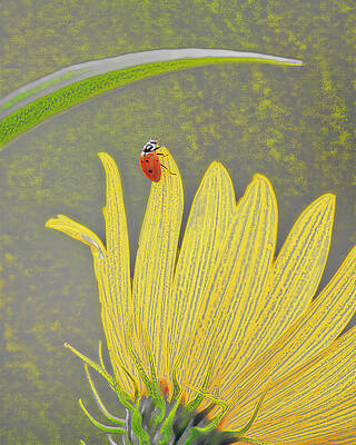 Wall Art - Photograph - Ladybug WOWC by Kevin Anderson