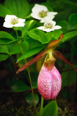 Wall Art - Photograph - Ladys Slipper And Bunchberry by Jeff Sinon
