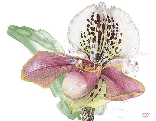 LADYS SLIPPER - ORCHID 14 - Elena Yakubovich by Elena Daniel Yakubovich