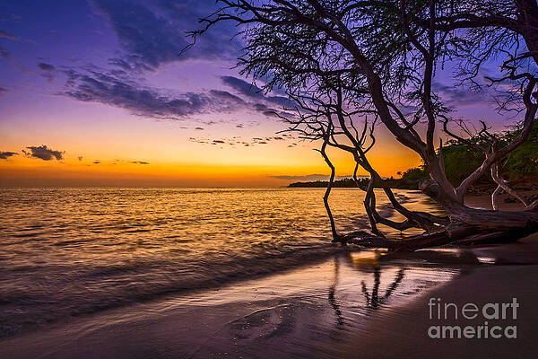 Lahaina Twilight by Jamie Pham
