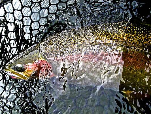 Lake Steelhead in Net by Jay Nicholas